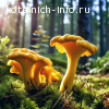 Продам свежие лисички