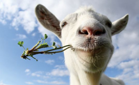 Козье молоко не всегда полезно для здоровья