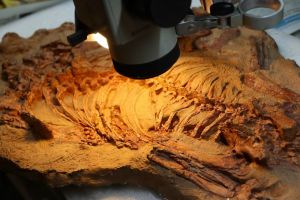 Ученые выяснили, что ел &laquo;вятский крокодил&raquo; 250 млн. лет назад