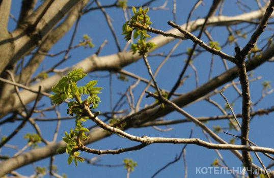 Распускается грецкий орех