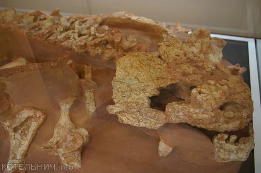 Парейазавры спасены