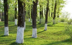 Котельнич майский