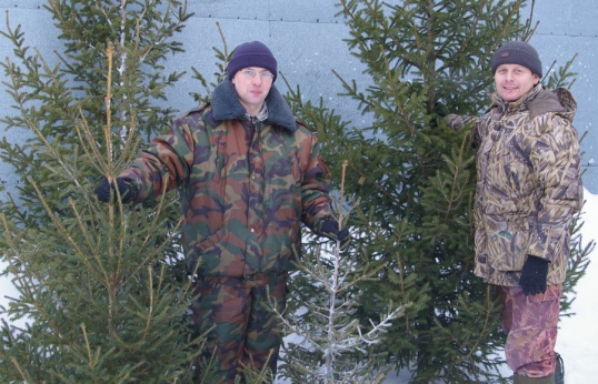 Новогоднюю красавицу уже можно купить