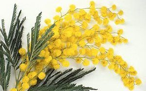 Весна, любовь