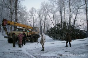 Новогодняя «красавица»