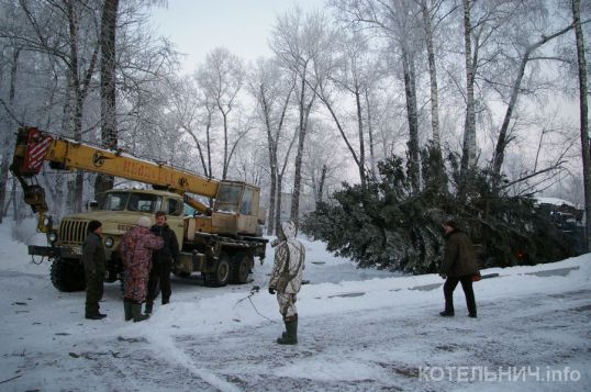 Новогодняя «красавица»