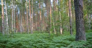 У леса тоже бывают патологии