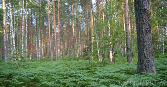 У леса тоже бывают патологии