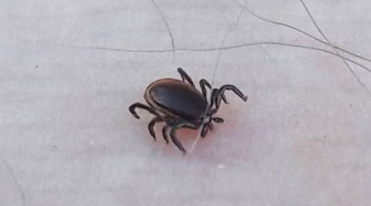 Клещи проснулись