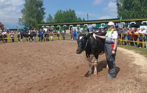 Коровы агрофирмы &quot;Колхоз&quot;Путь Ленина&quot; одни из лучших в области