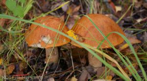 ВЫХОДНЫЕ.info