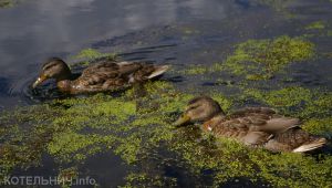 Котельнич сегодня