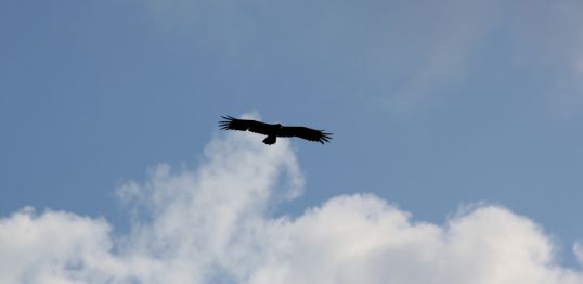 В заповеднике &laquo;Нургуш&raquo; гнездится редкая птица