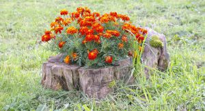 Котельнич сегодня