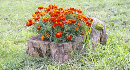 Котельнич сегодня