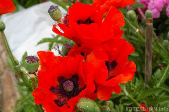 "Садовник" попался