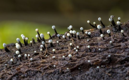 В Котельничском районе нашли редкий гриб