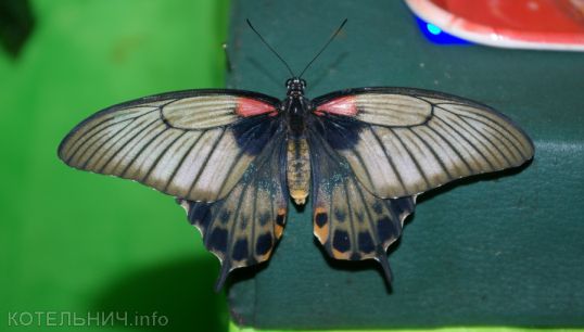 ВЫХОДНЫЕ.info