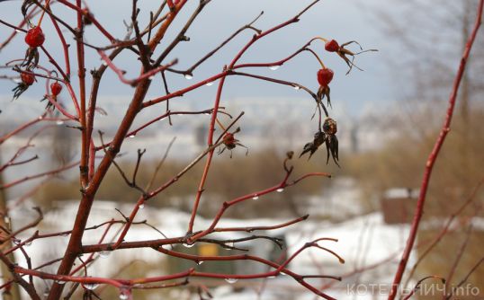 Котельнич сегодня