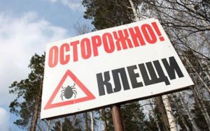 Клещи проснулись