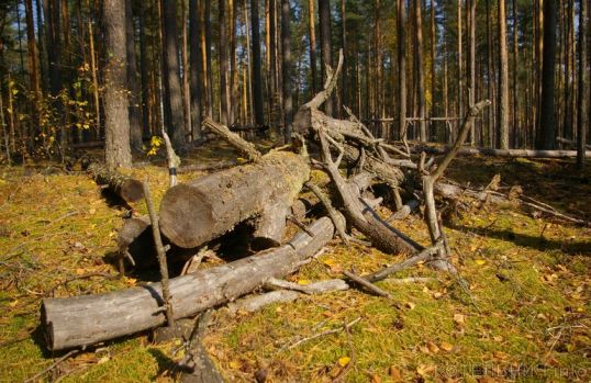 В Котельниче еще один "черный лесоруб" пойдет под суд
