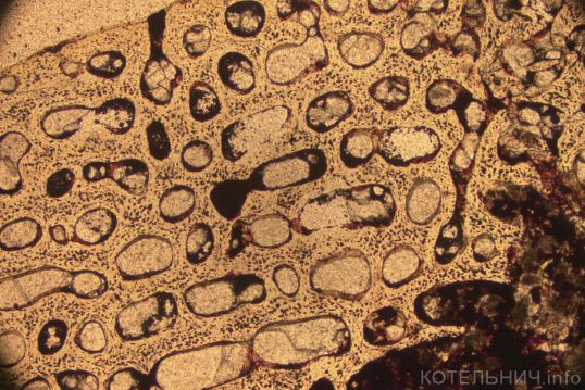 Парейазавры открывают тайны