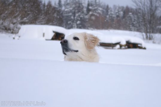 Собаки, спасайтесь