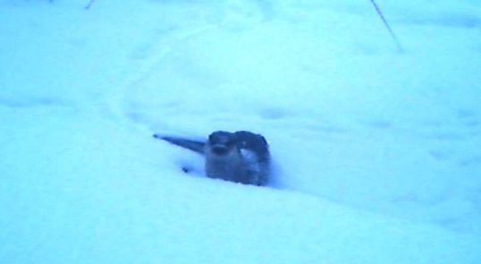 В Нургуше сфотографировали семью выдр