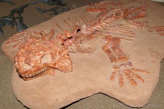 В Котельниче открылась уникальная экспозиция