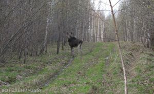 Блог спасского аборигена. Лосик.