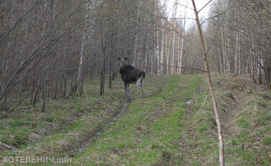 Блог спасского аборигена. Лосик.