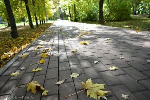 Кленовый листок