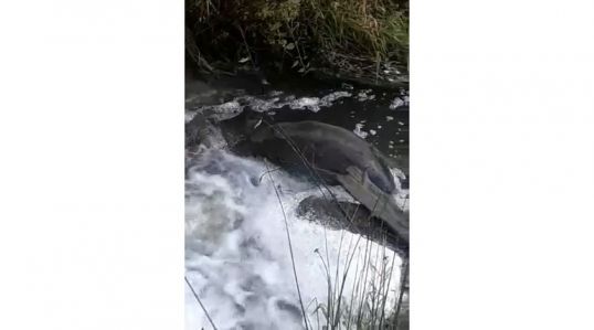 Реку Куринку в Котельничском районе загрязняют стоками молочной промышленности