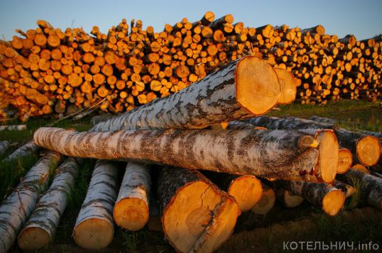 Черному лесорубу дали 4 года