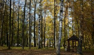 В городском саду
