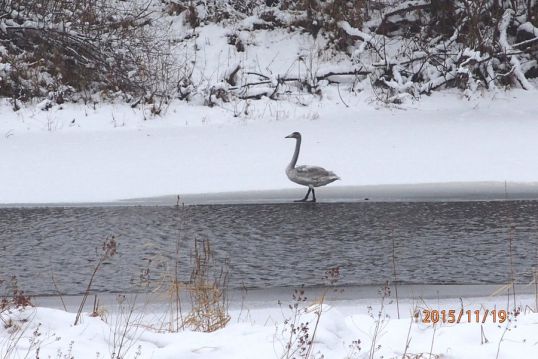 В Разливе, на перелете, задержался лебедь